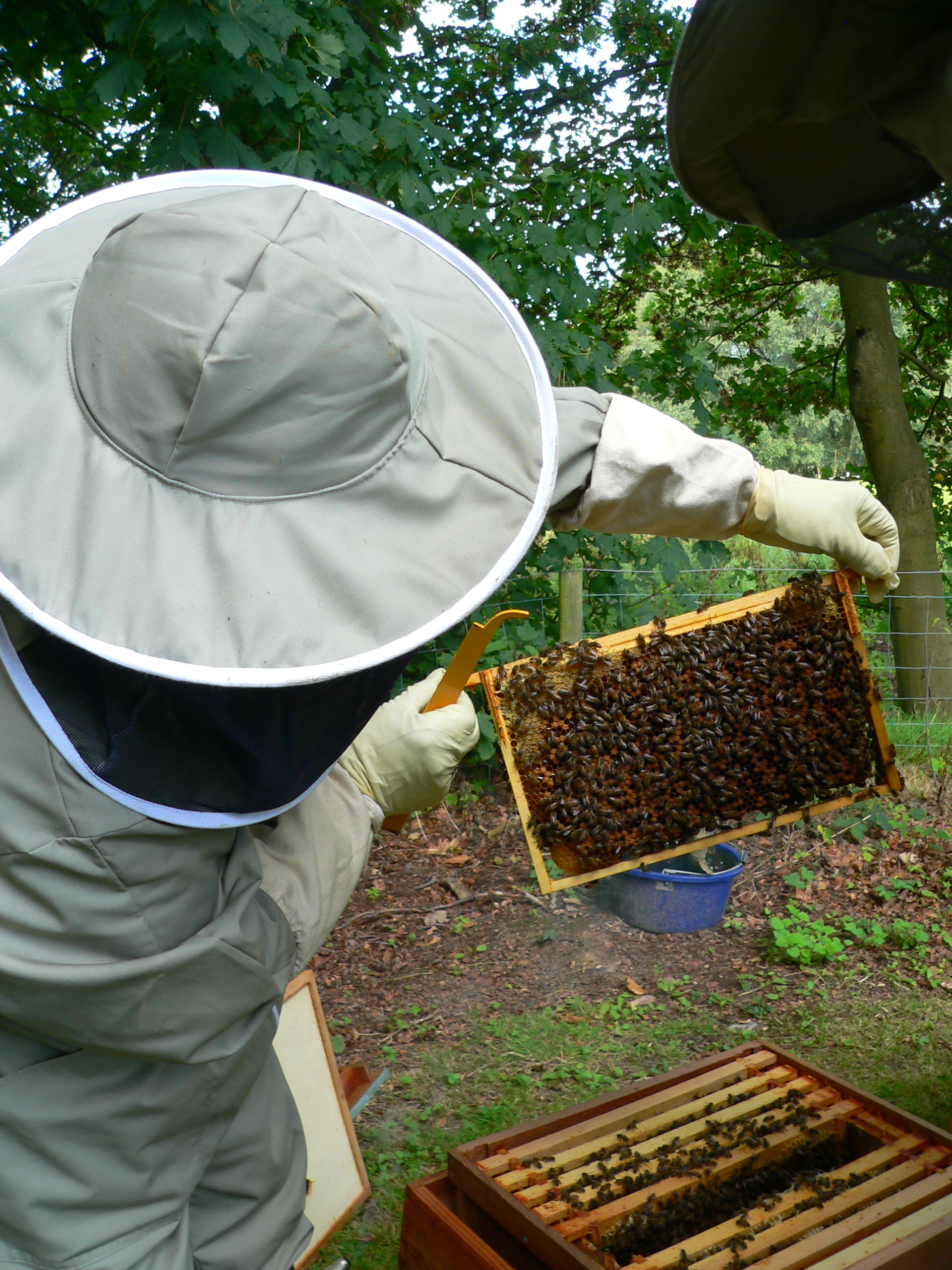 A frame of brood in a Hive In Buxted East Sussex in the High Weald