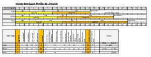 Bee LifeCycle Chart