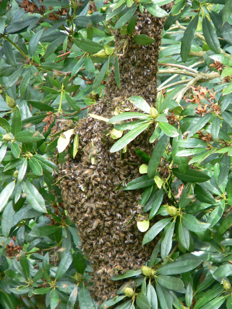 A swarm in Buxted in the High Weald, East Sussex
