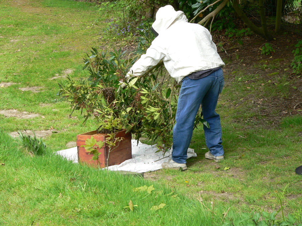 Collecting a swarm in Buxted in the High Weald, East Sussex