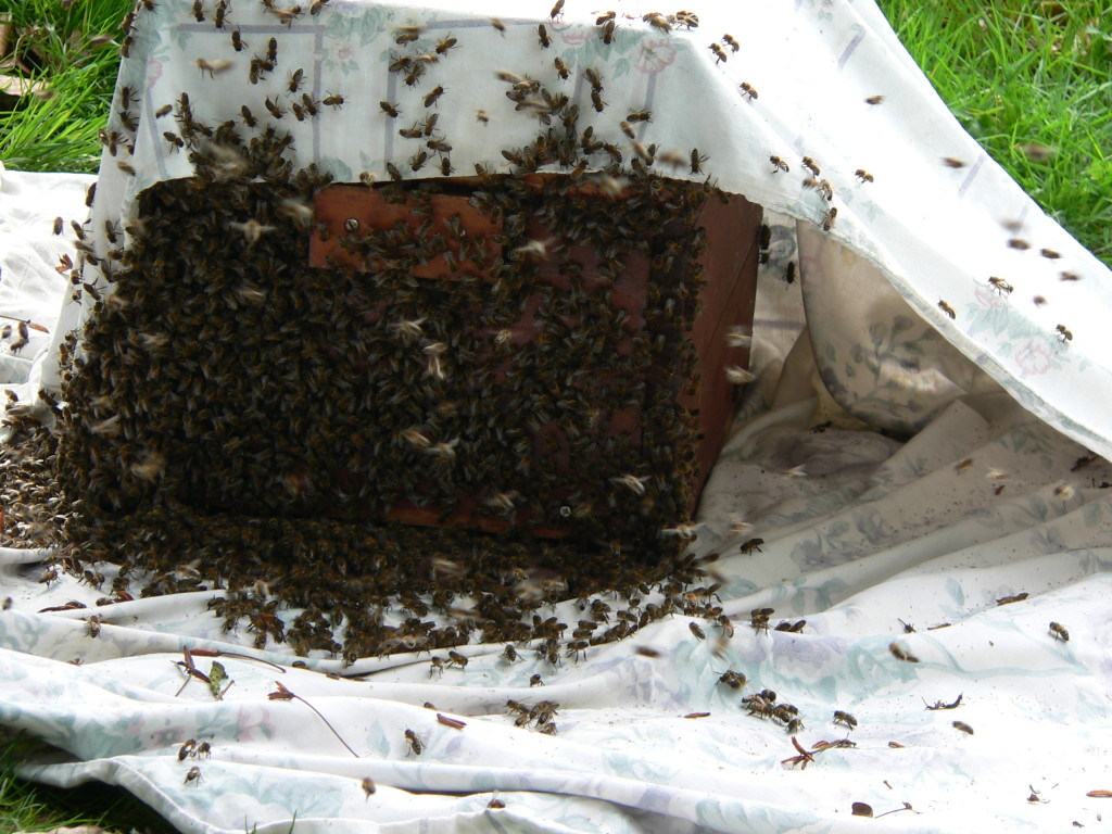 Collecting a swarm in Buxted in the High Weald, East Sussex